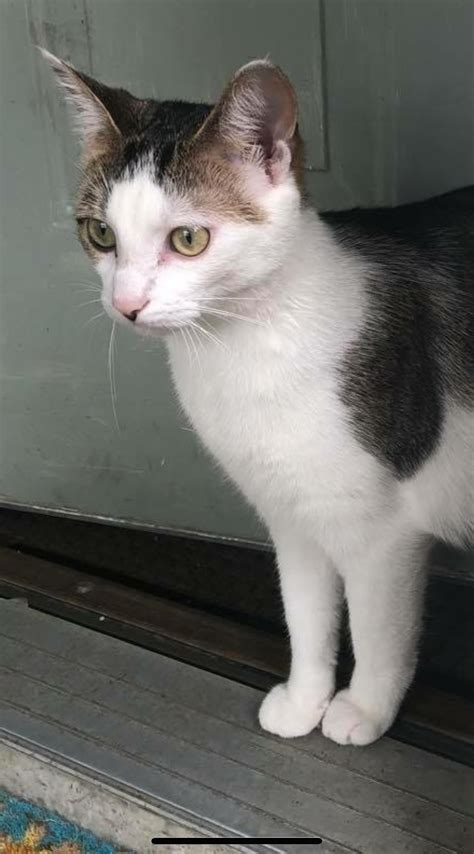 Services - Paws Along the River