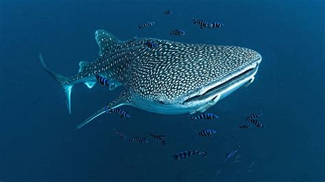 Habitat Of Whale Shark