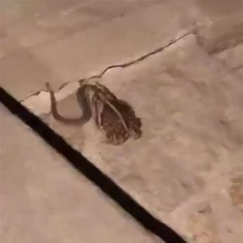 Image result for Toad Eating Raven