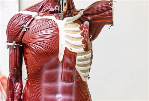 Medical Lab Assistant Course 的图像结果