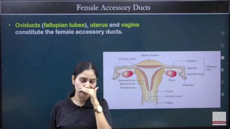Image result for Female Reproductive System Class 12