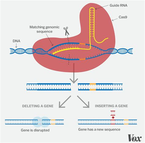 CRISPR Technology Explained 的图像结果