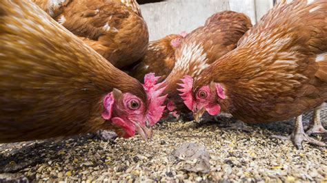 How do I choose the best chicken feed for my chickens? - Versele-Laga