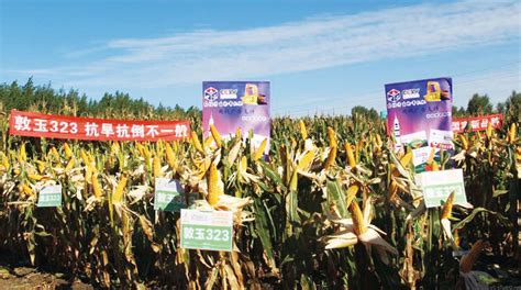 种子营销公司大力组织召开全国种子市场品种观摩会_敦煌种业|DHSEED