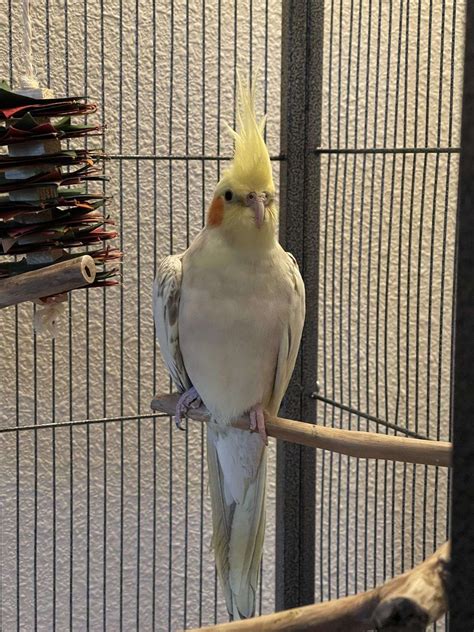 Male Young Cockatiel for sale