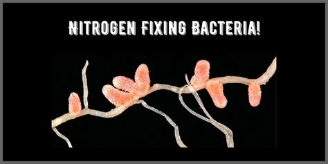 Nitrogen Fixation Bacteria