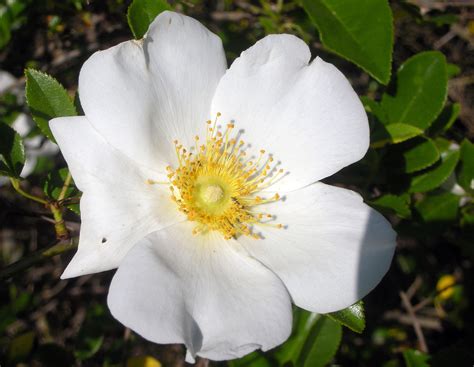 State Flower of Georgia: Cherokee Rose - a photo on Flickriver