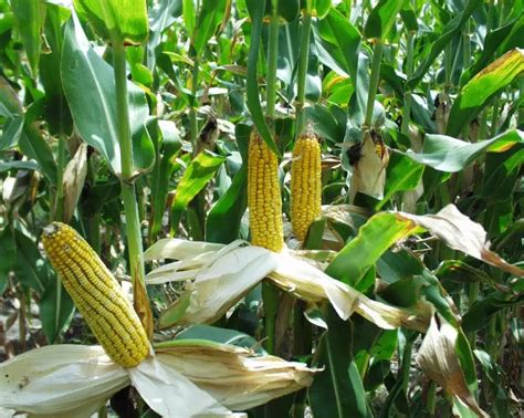 Green Revolution in Maize