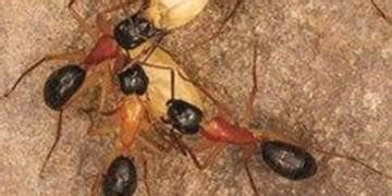 Fly Habits, Diet, and Environment Facts | Mortein India | Mortein