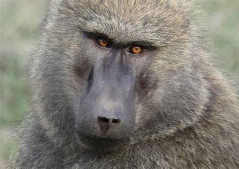 Image result for Baboon Behavior