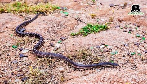 World Snake Day: Debunking Common Myths Surrounding Snakes!