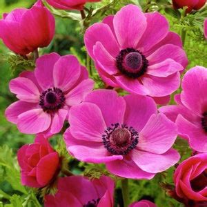 Buy Anemone Coronaria Sylphide (Pink) - Bulbs online from Nurserylive ...