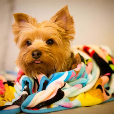 30+ Hound Dog Breeds - Parade Pets