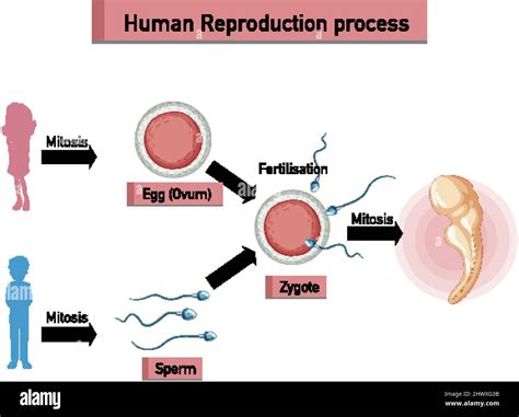 Reproduction in Humans Whole Process 的图像结果