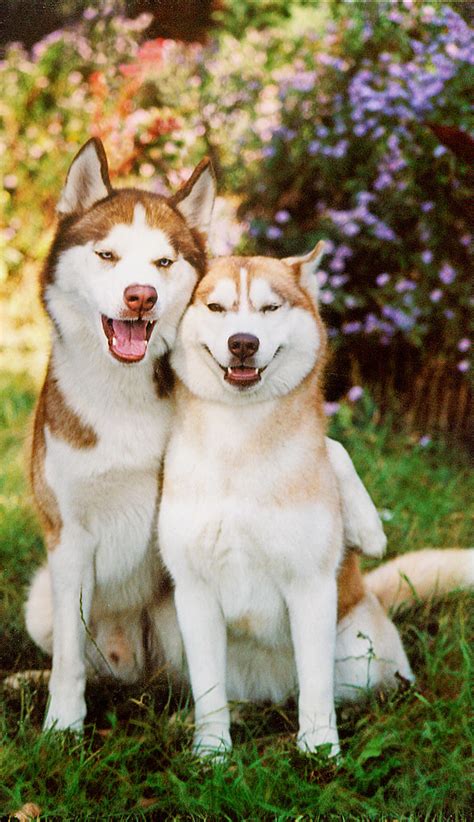Siberian Husky love | Ritmó | Flickr