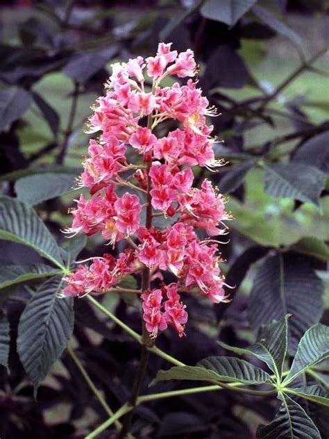Aesculus × carnea - red horse-chestnut | The Dawes Arboretum