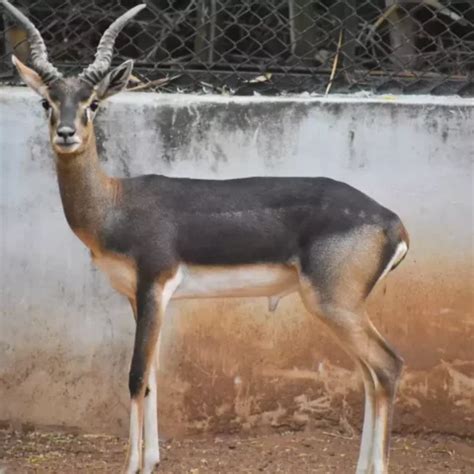 Simlipal National Park - The National Parks of India