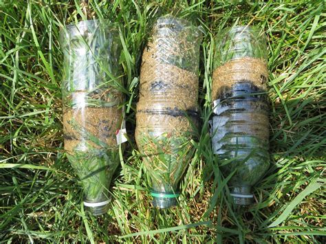 Natural Water Filtration Using Plants