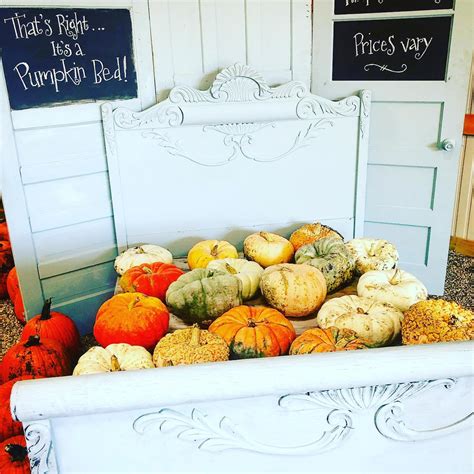 Nelson's Pumpkin Patch - Pumpkin Patch Near Me