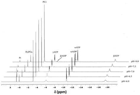 Creatine Kinase Equilibration and ΔGATP over an Extended Range of ...
