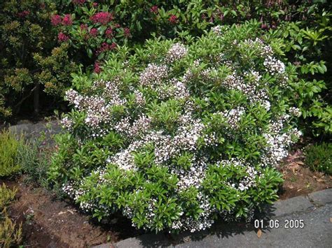 Kalmia latifolia - Mountain-Laurel