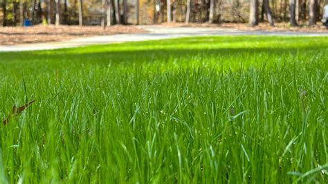 What Is Overseeding & How Will It Benefit My Lawn? | Carolina Turf Lawn ...