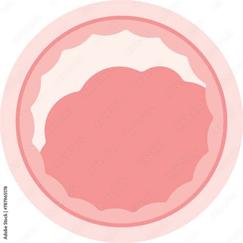 Image result for 2 Week Embryo