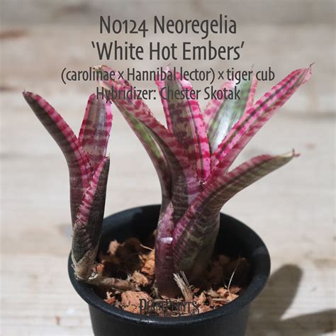 【送料無料】Neoregelia 'White Hot Embers'〔ネオレゲリア〕現品発送N0124 | plane plants