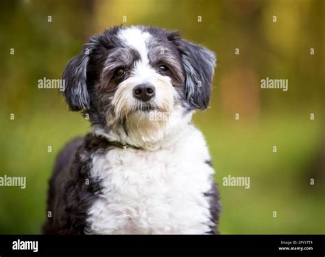 A black and white Shih Tzu x Poodle mixed breed dog looking at the ...