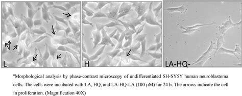 A Potent (R)-alpha-bis-lipoyl Derivative Containing 8-Hydroxyquinoline ...