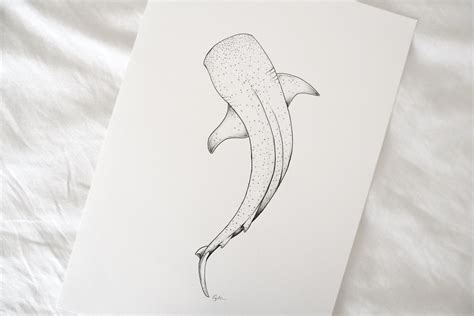 Whale shark drawing fine line artwork. Sea life animal illustration ...