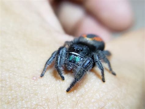 Redbacked Jumping Spider Phidippus Johnsoni
