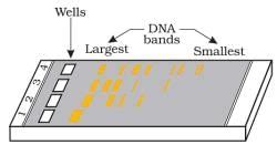 Important Diagrams: Biotechnology - Principles and Processes - Biology ...