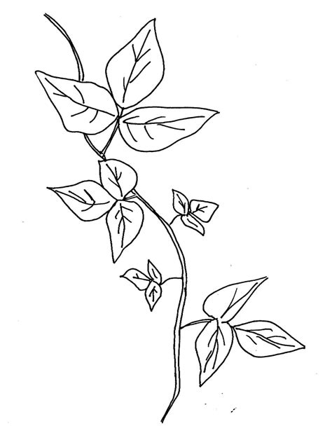 Ivy Vine Drawing at PaintingValley.com | Explore collection of Ivy Vine ...