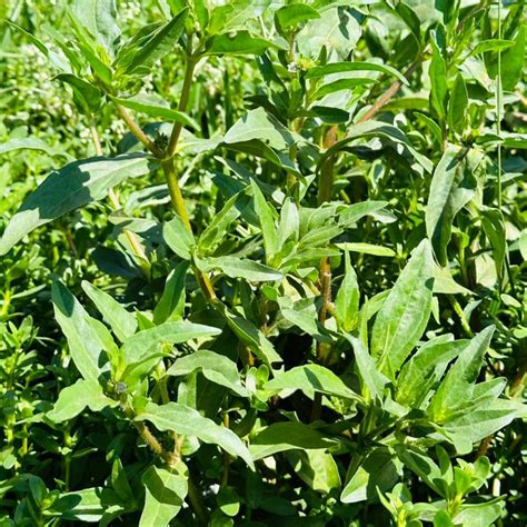 Buy Raw Herbs & Botanical Powders Online in India