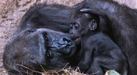 ShishirPatilgorilla
