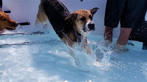 Image result for Dogs Swim Compilation