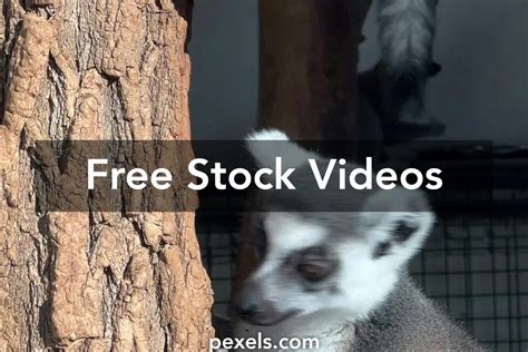 Image result for Minecraft Planet Zoo Mod