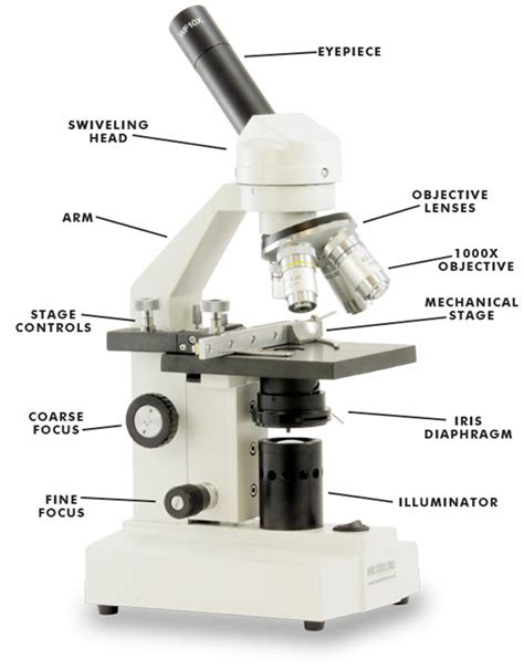 Image result for Video Microscope Play