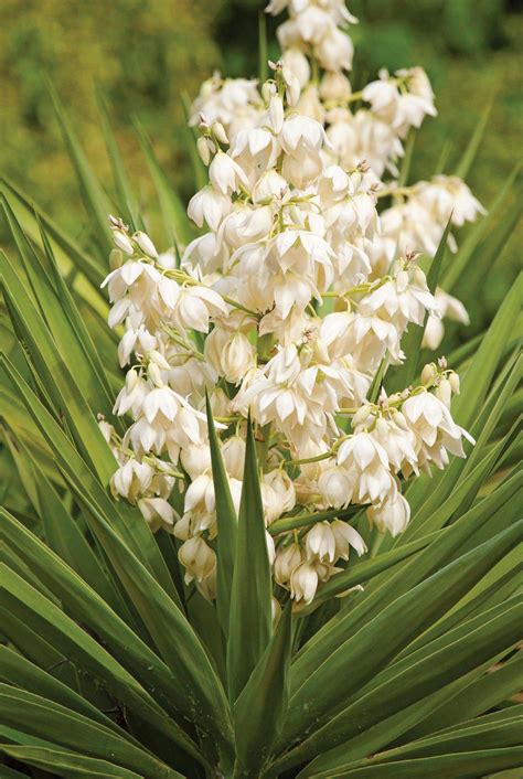 El Salvador State Flower | Best Flower Site