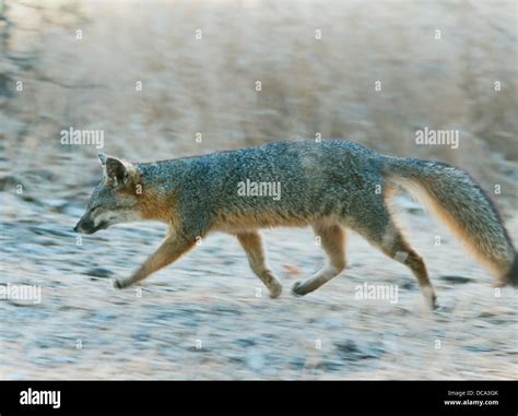 Santa Cruz Island Fox (Urocyon littoralis) WILD, Endemic to California ...