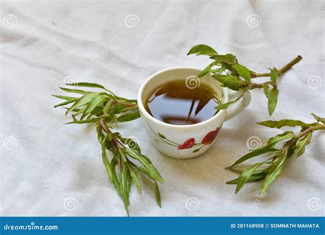 Herbal Plants Hygrophila Auriculata or Ikiriya or Kulekhara an Ayurvedic Herbs in India, Sri ...