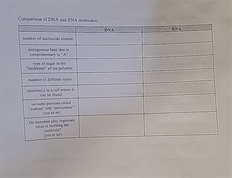 Image result for DNA Vs RNA Codons