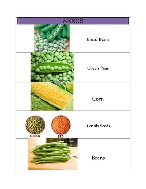 Vegetable Classification 的图像结果