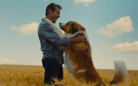 一条狗的使命2中文-电影-高清正版在线观看-bilibili-哔哩哔哩