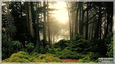 Flanking region Definition and Examples - Biology Online Dictionary