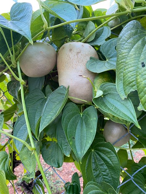 TUBERS – Yarroway Farm