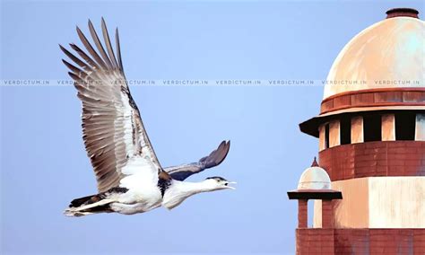 Conserving Great Indian Bustard: Committee Seeks SC Directions For ...
