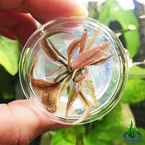 Greenpro Live Aquarium Plants in Tissue Culture Cup Anubias ...