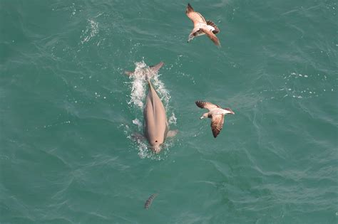 The Yangtze river porpoise, unique for living in freshwater, has special genetic adaptations